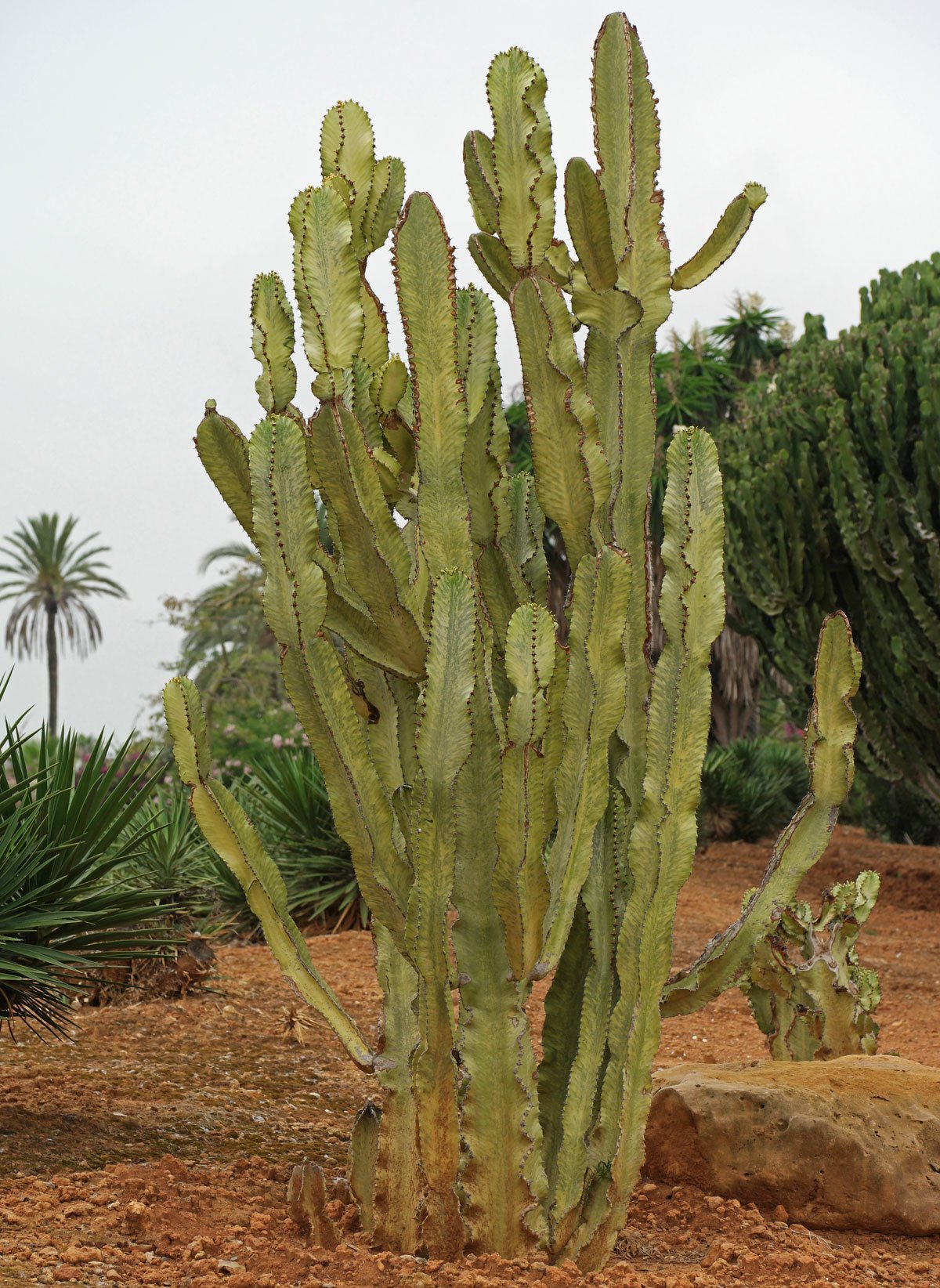 Euphorbia ammak Variegata