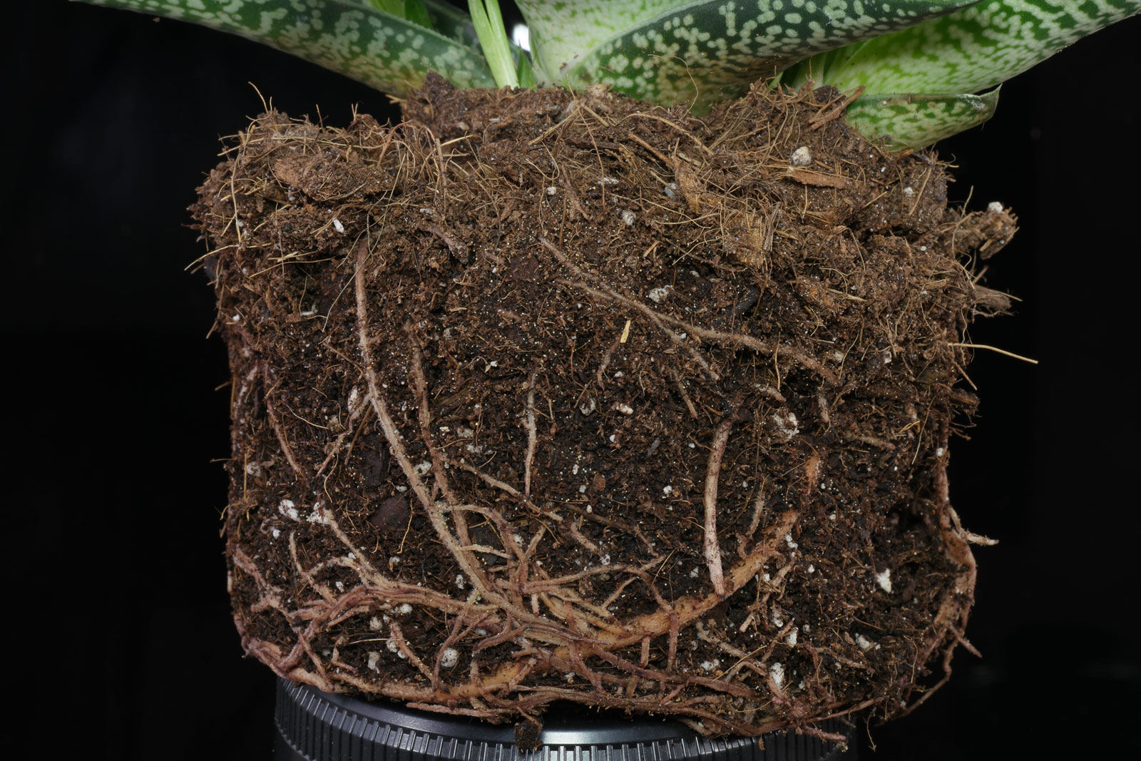 Gonialoe variegata