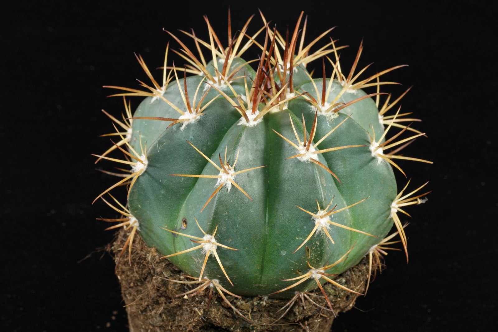 20 Melocactus bahiensis Seeds Cactus Seeds