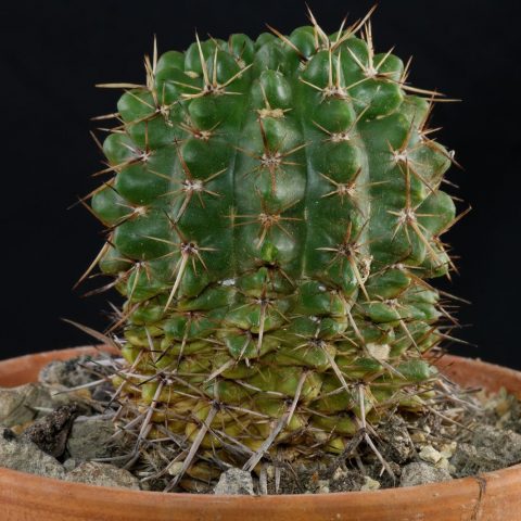 Parodia mammulosa ssp submammulosa