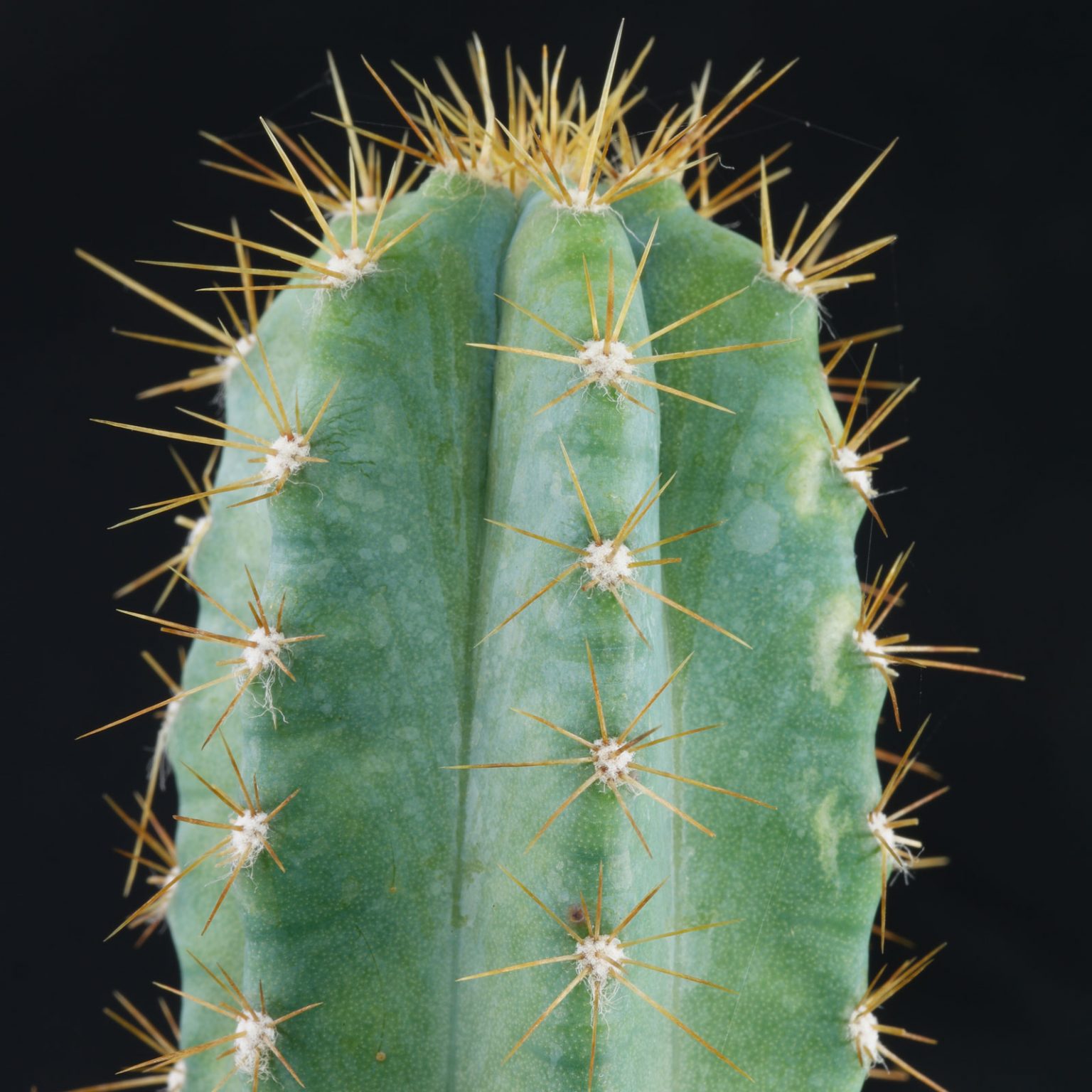 Blue Torch Cactus (Pilosocereus pachycladus)