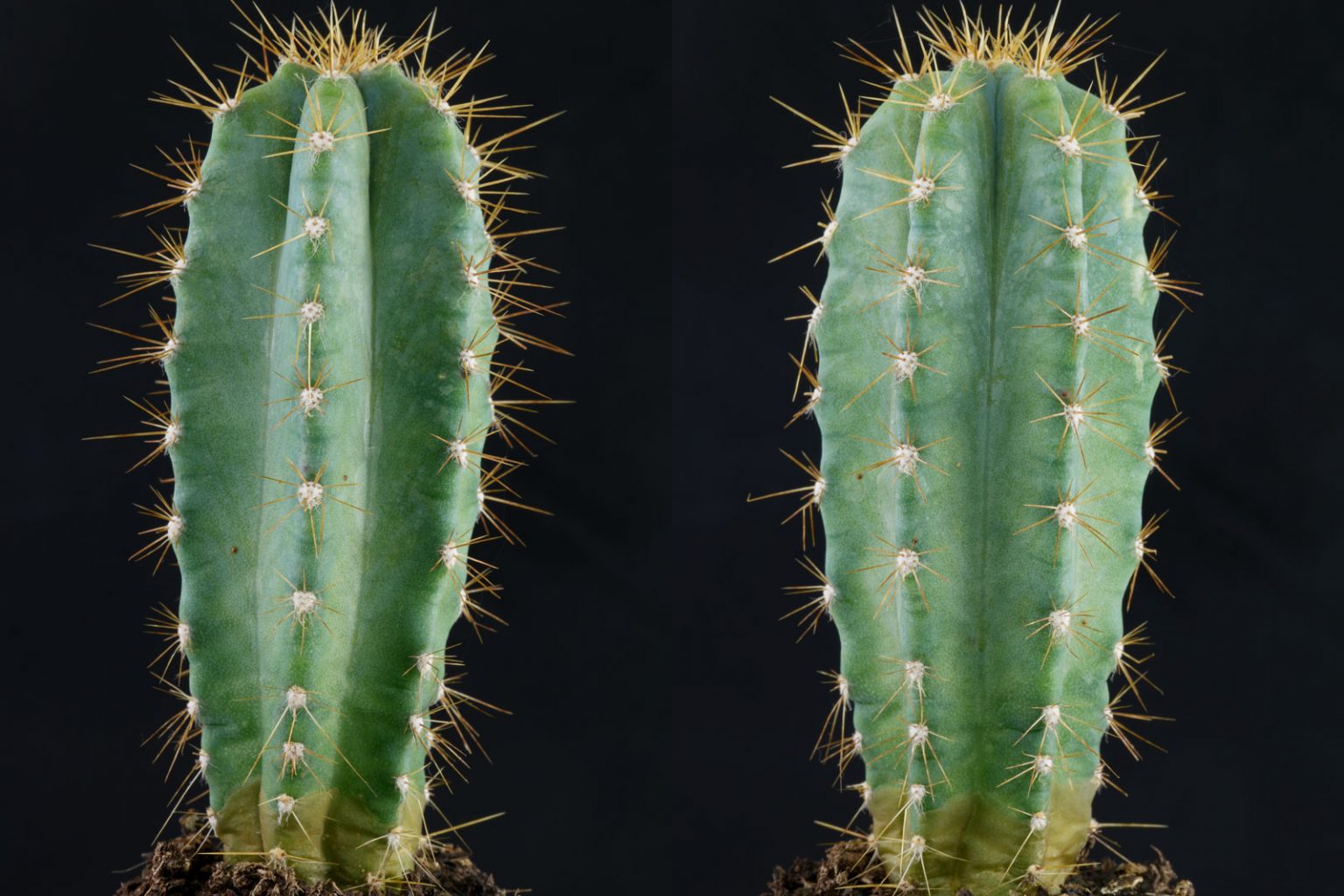 Blue Torch Cactus (Pilosocereus pachycladus)