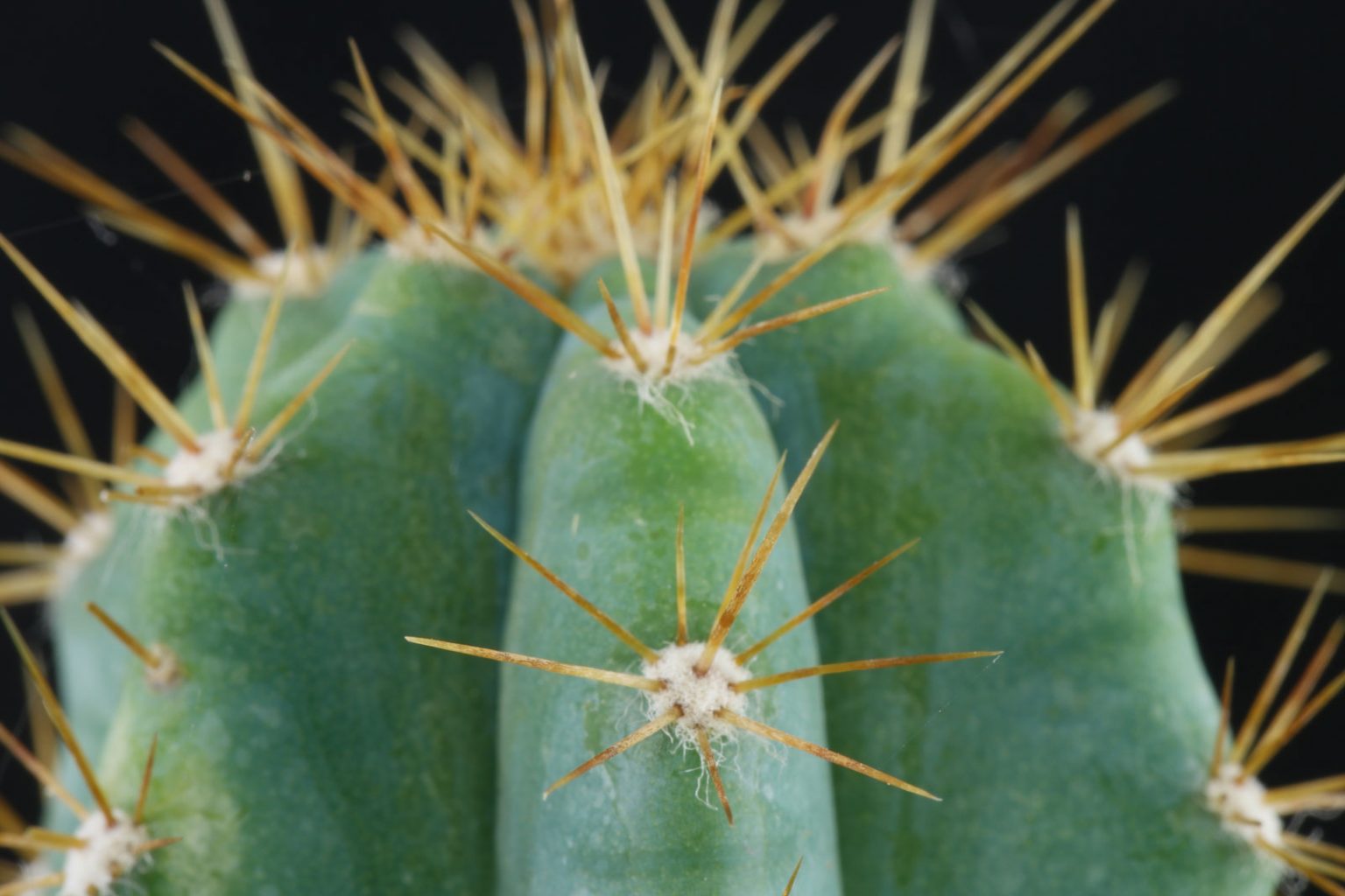 Blue Torch Cactus (Pilosocereus pachycladus)