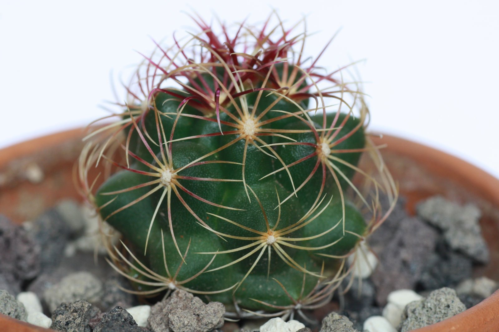 Pink Thelocactus Bicolor Cactus Glory of Texas Seeds