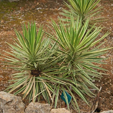 Yucca sp Variegata
