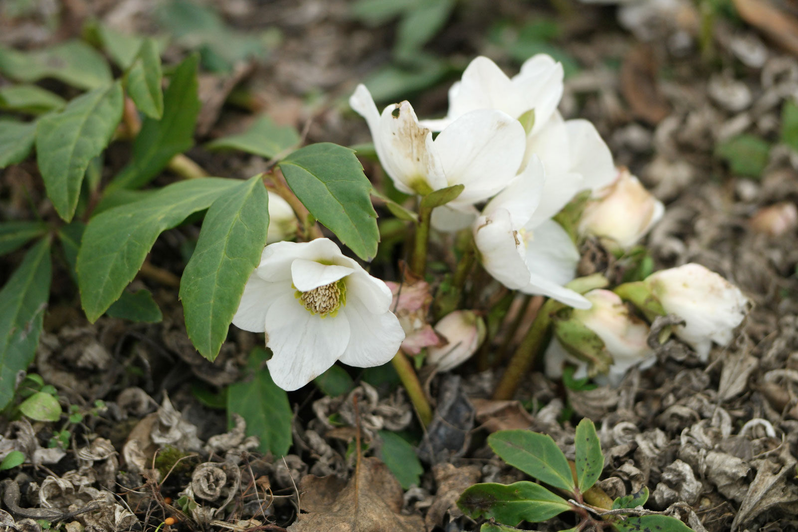 Helleborus niger