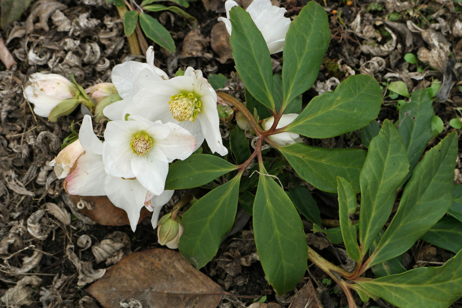 Helleborus niger