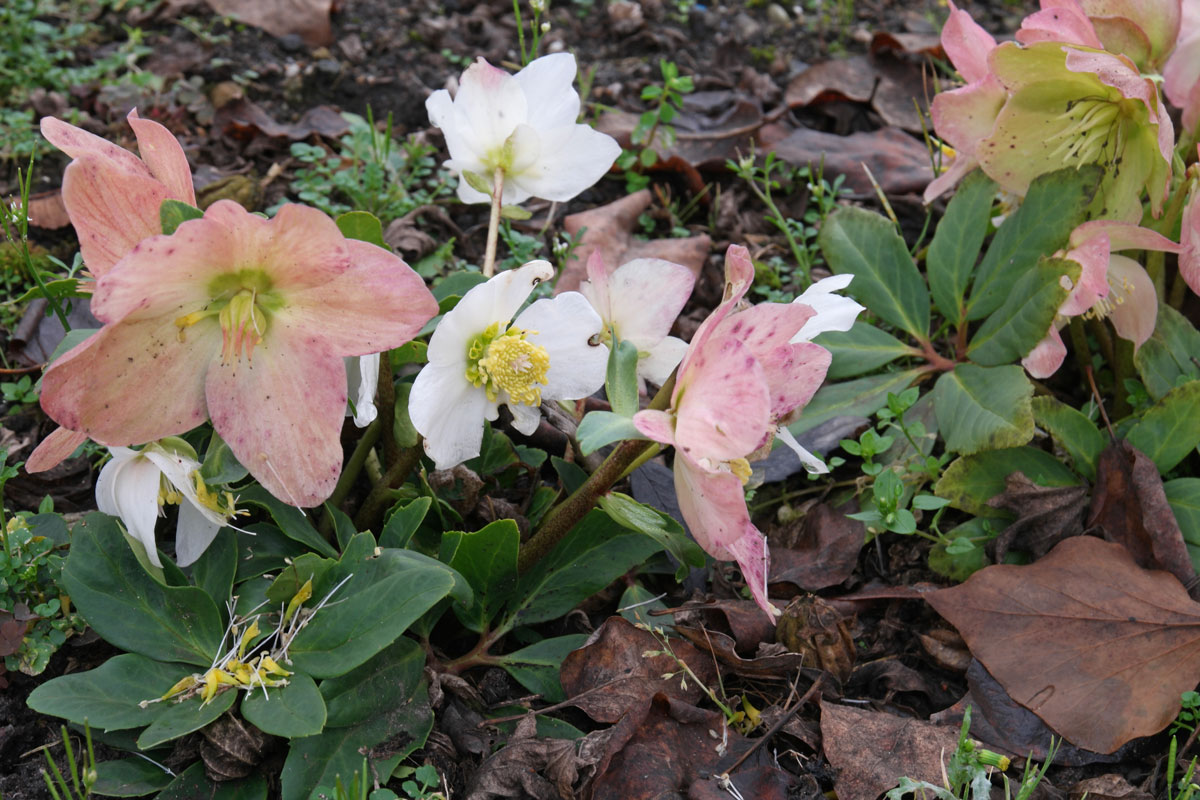 Helleborus niger