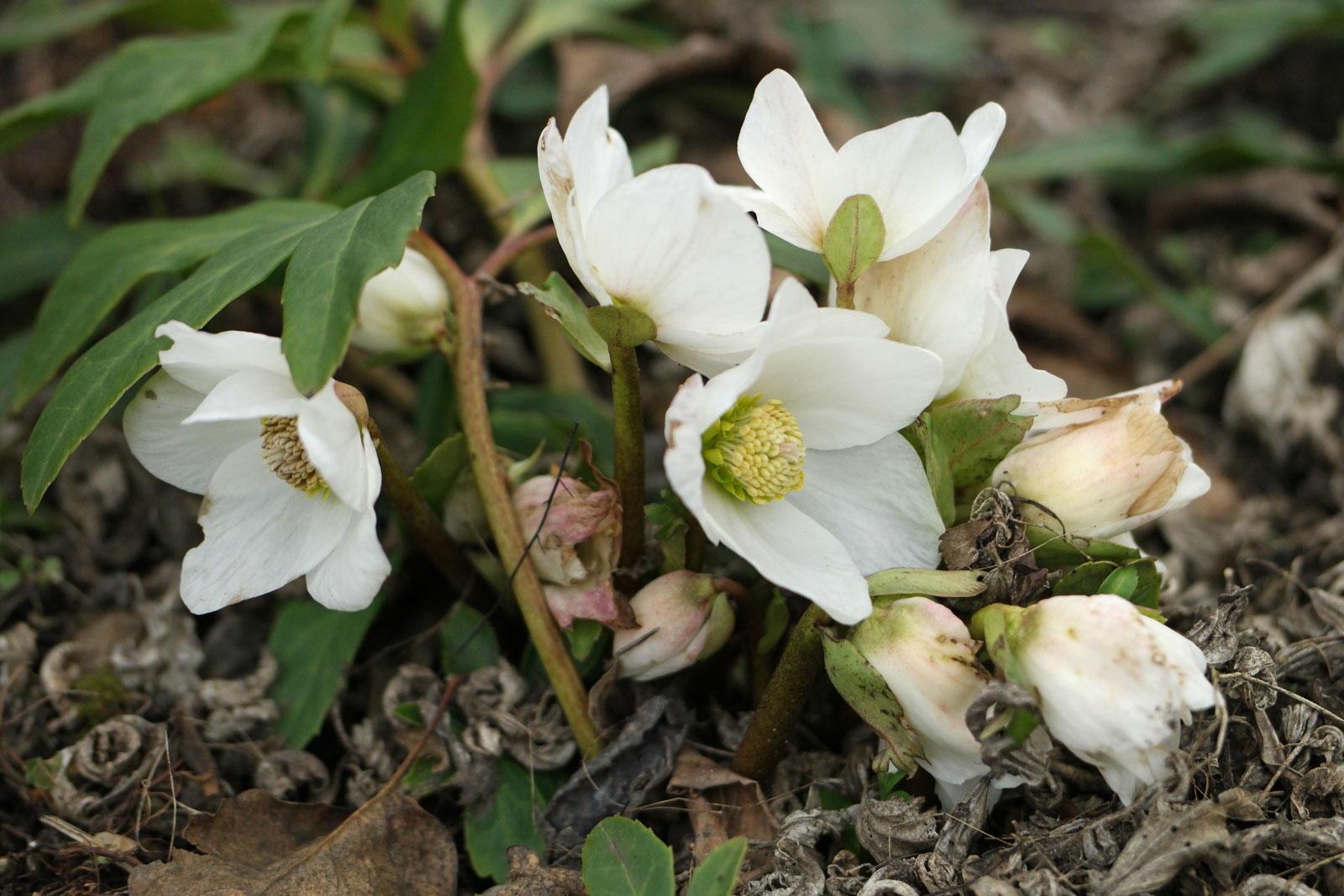 Helleborus niger