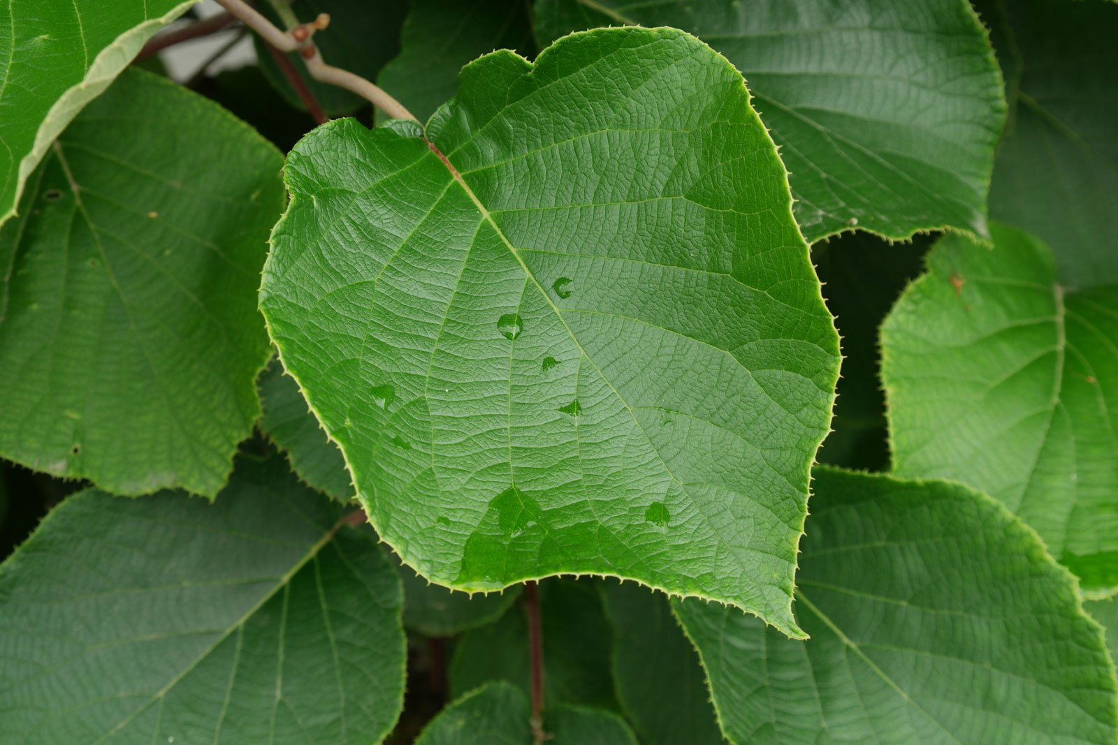 Actinidia deliciosa cv