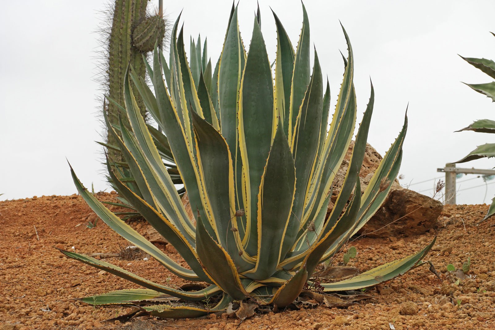 Agave americana cv.