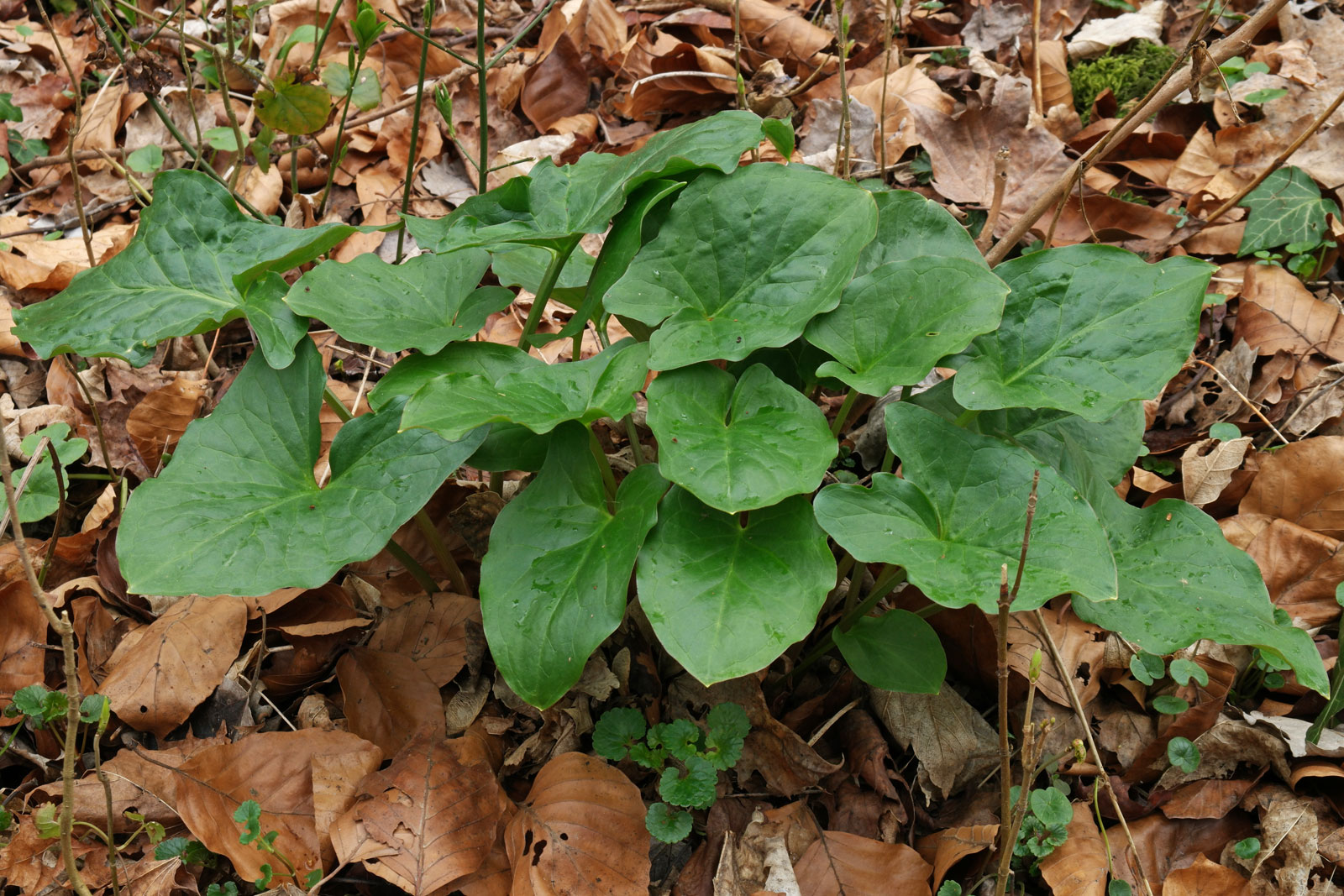 Arum maculatum