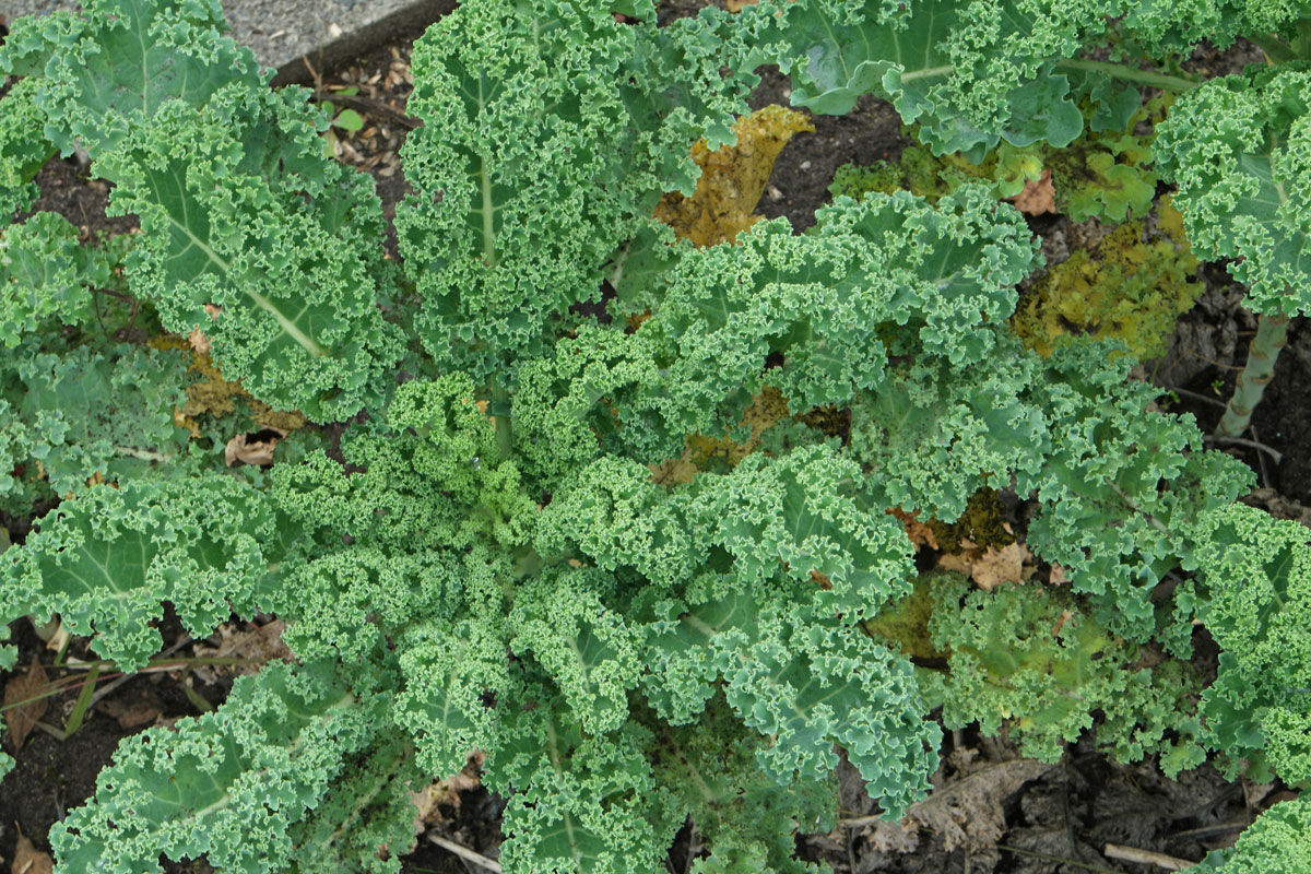 Brassica-oleracea-varsabellica