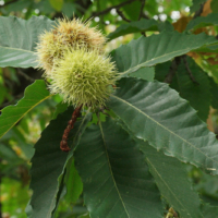 Castanea sativa
