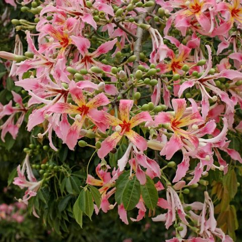 Ceiba speciosa