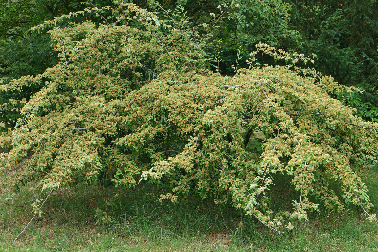 Cotoneaster salicifolius cv