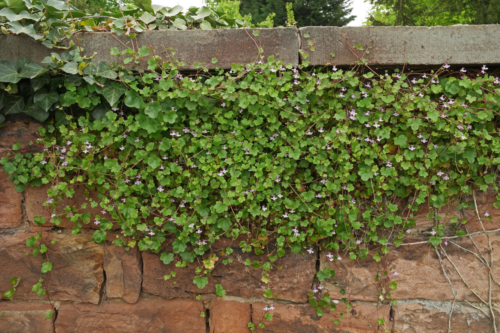 Cymbalaria muralis