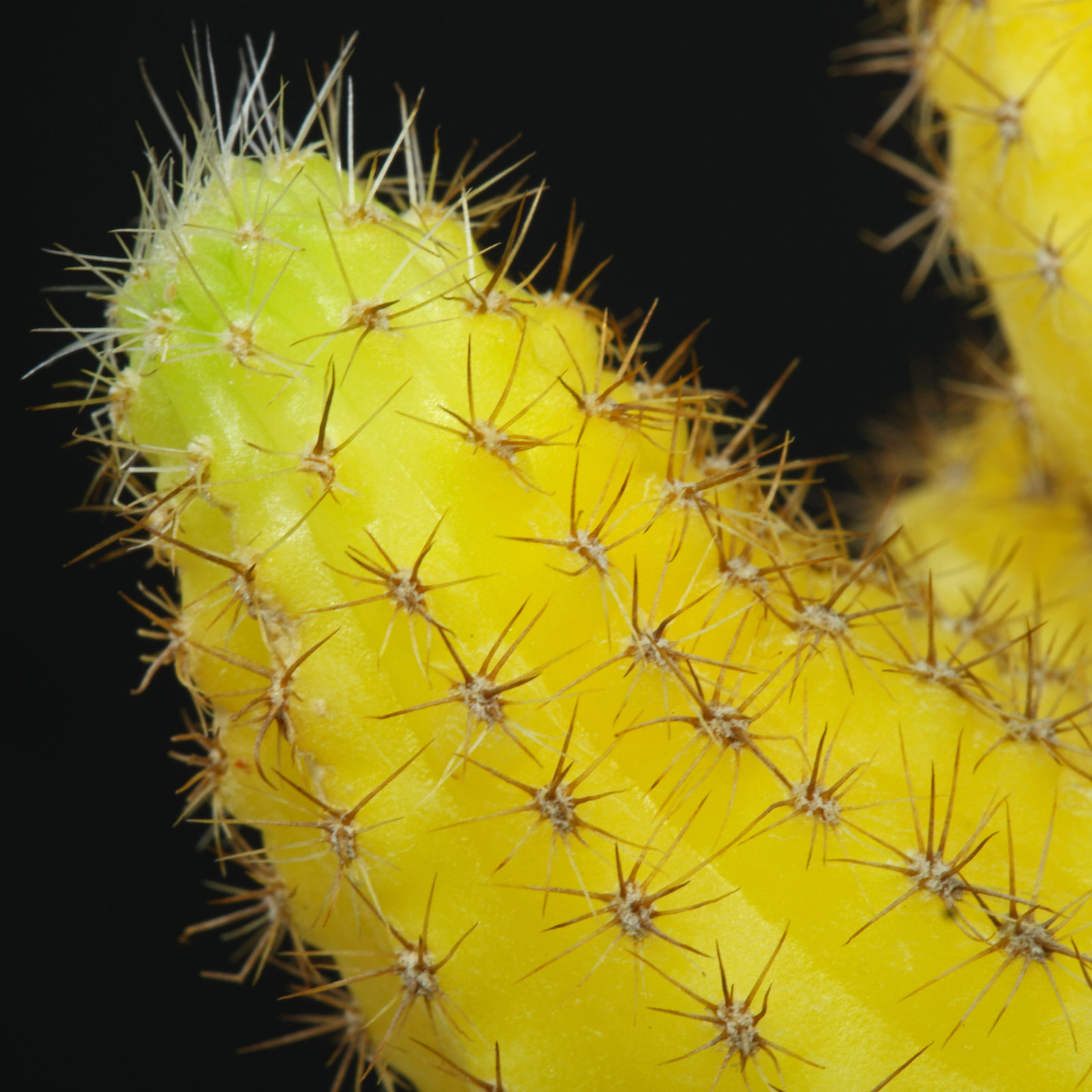 Echinopsis chamaecereus Lutea