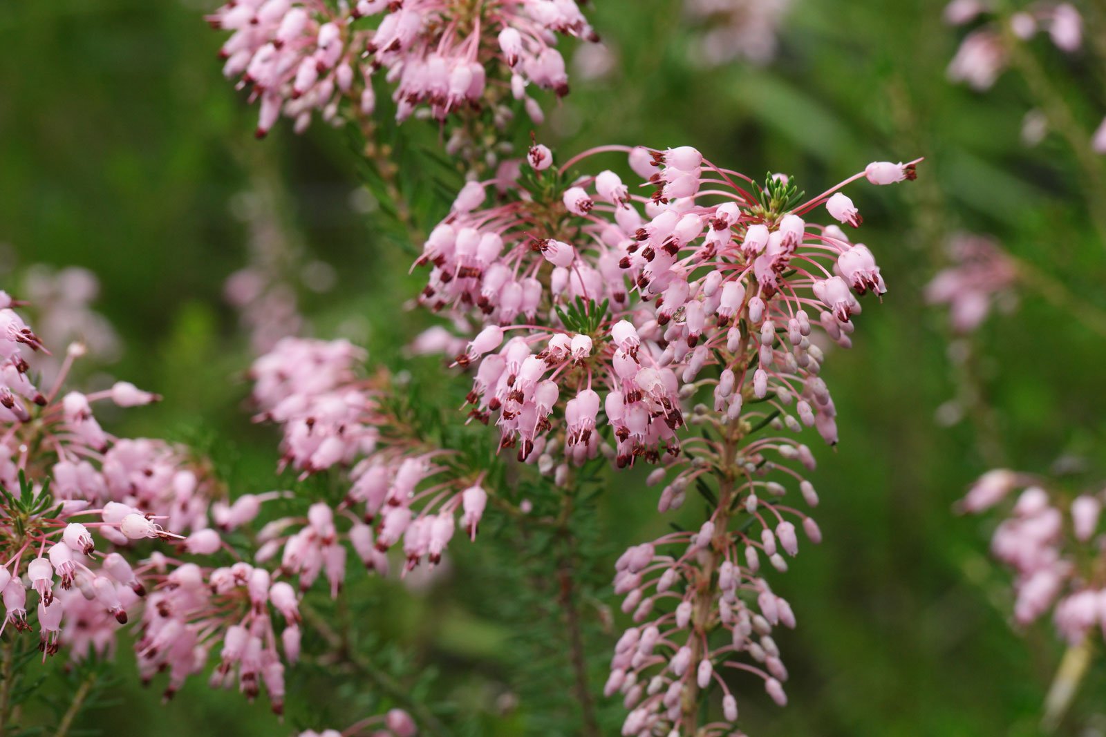 Erica multiflora