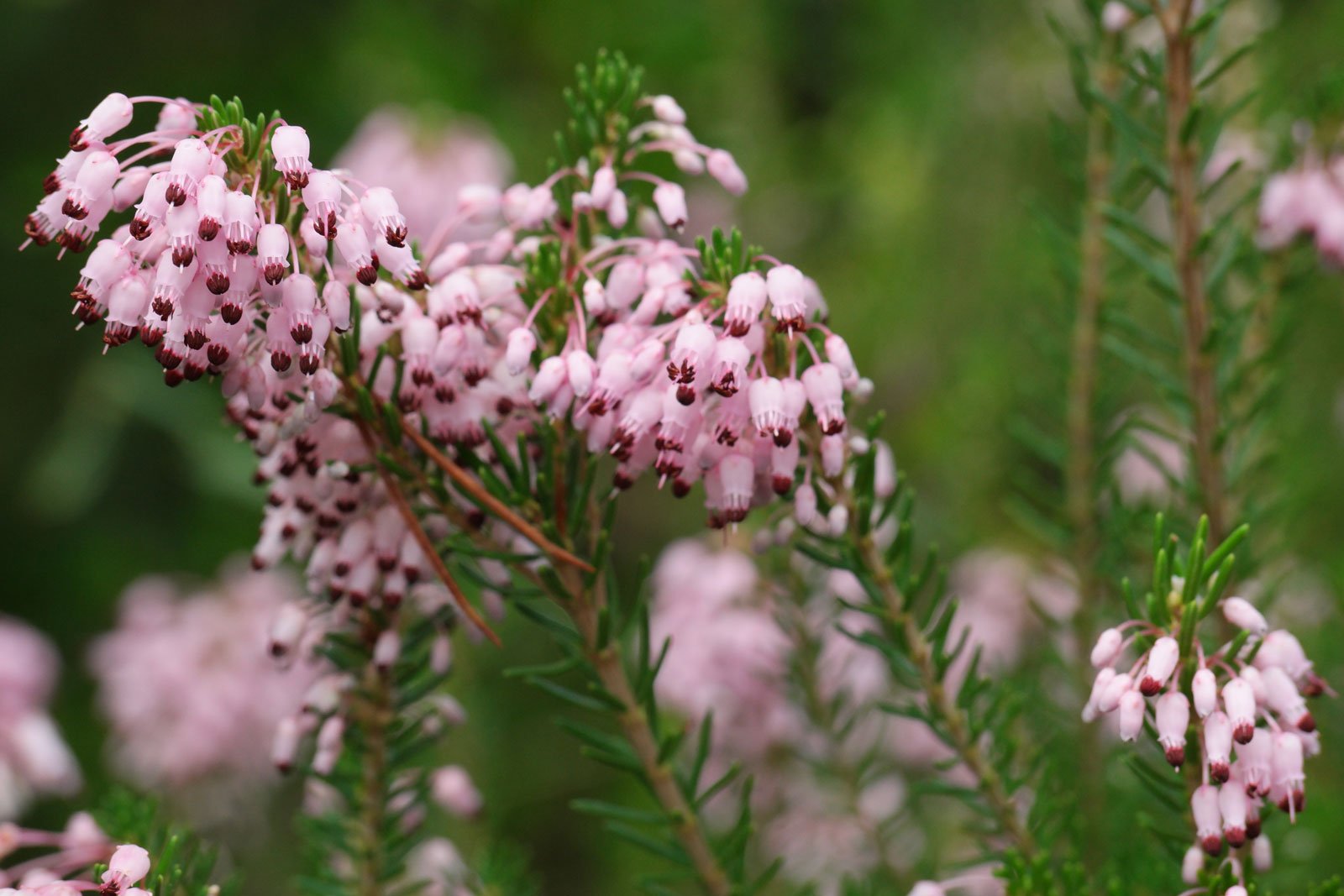 Erica multiflora