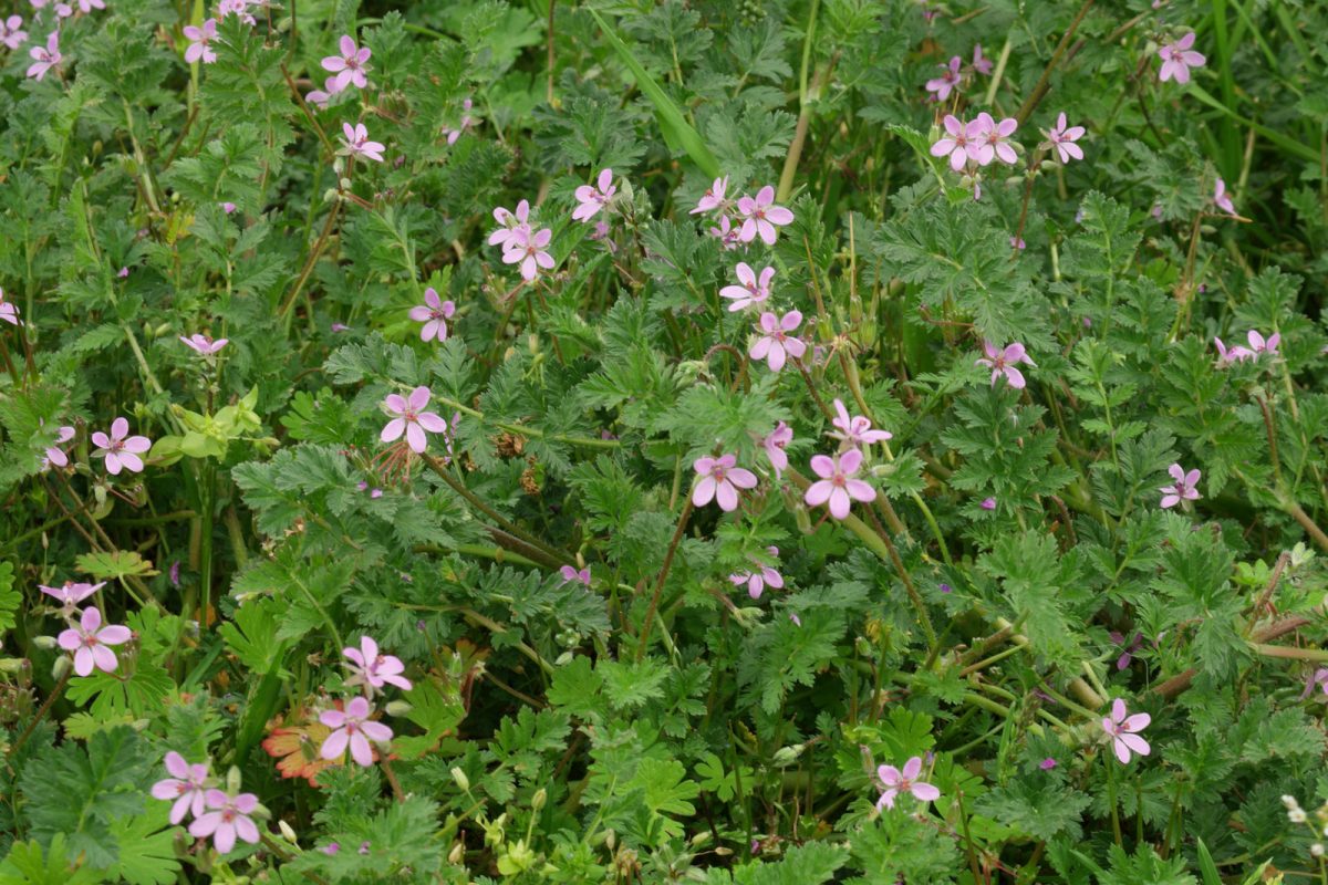 Erodium cicutarium