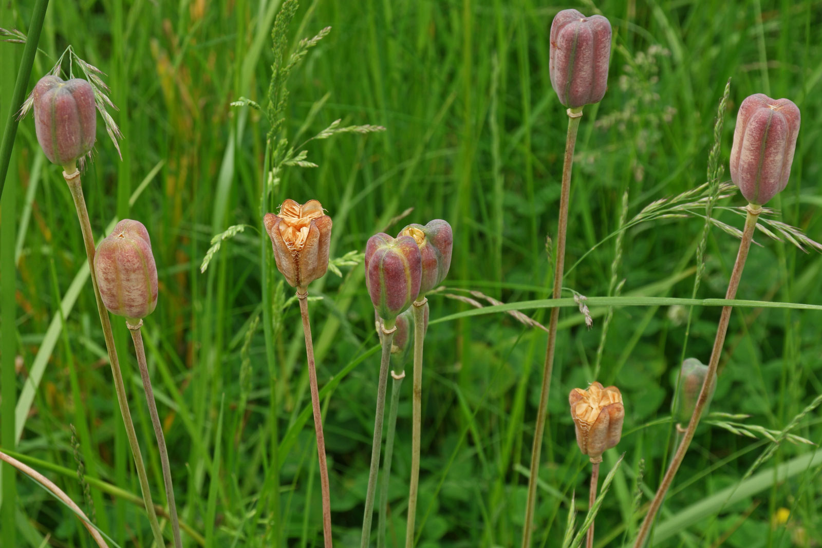 Fritillaria meleagris