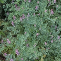 Fumaria officinalis