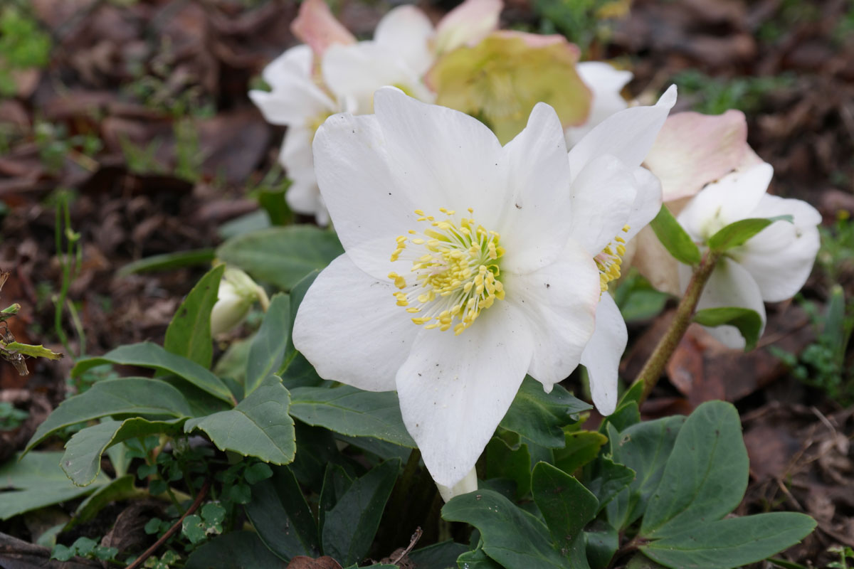 Helleborus niger