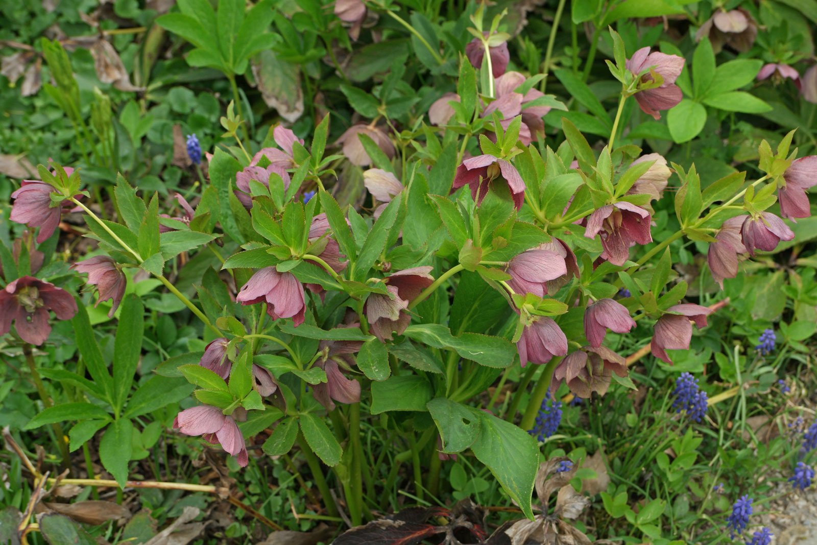 Helleborus orientalis cv.