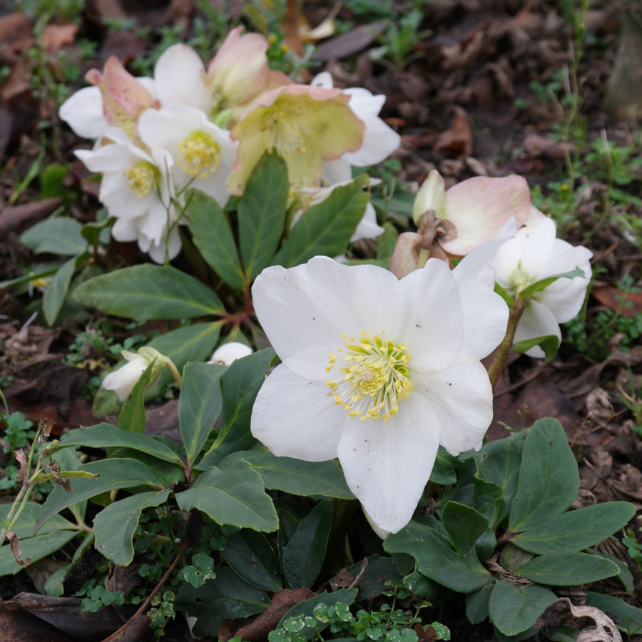 Bulbi Helleborus Niger (Spanz)