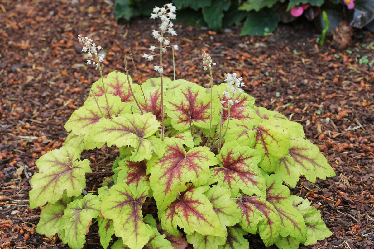 Heucherella tiarelloides Stoplight