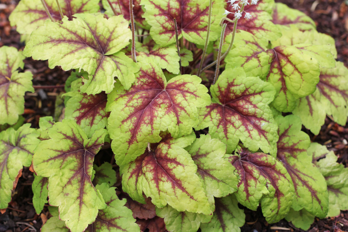 Heucherella tiarelloides Stoplight