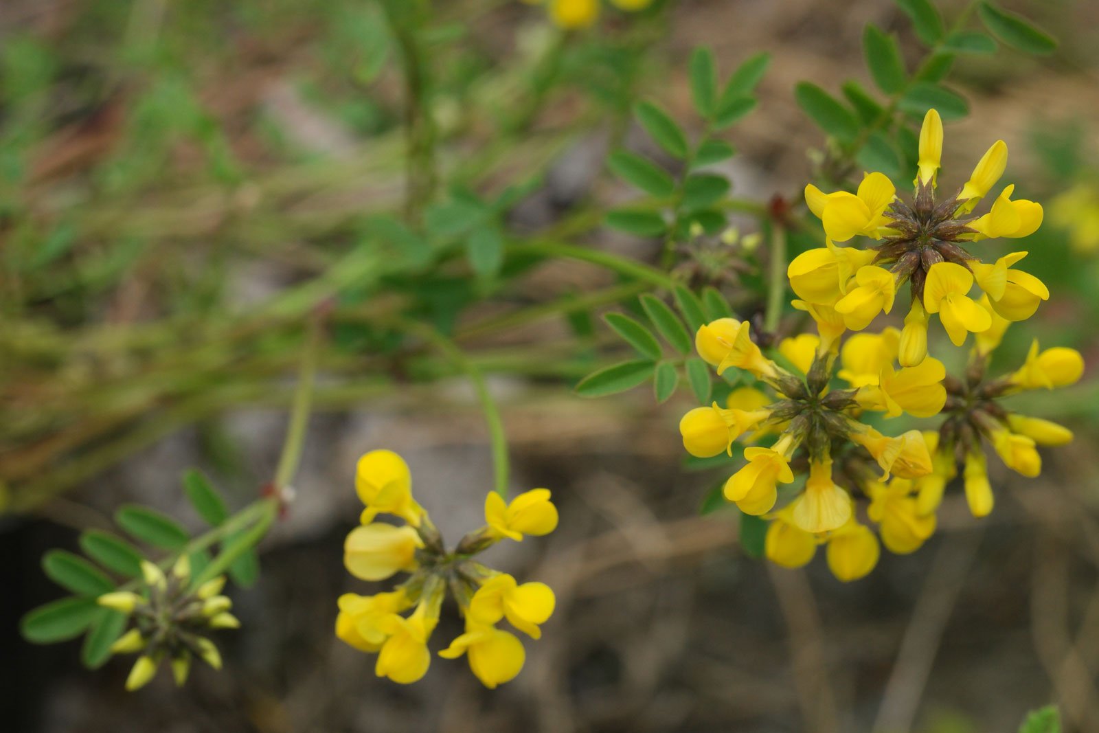 Hippocrepis comosa