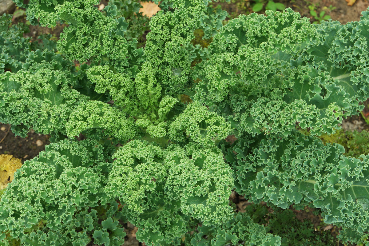 Kale