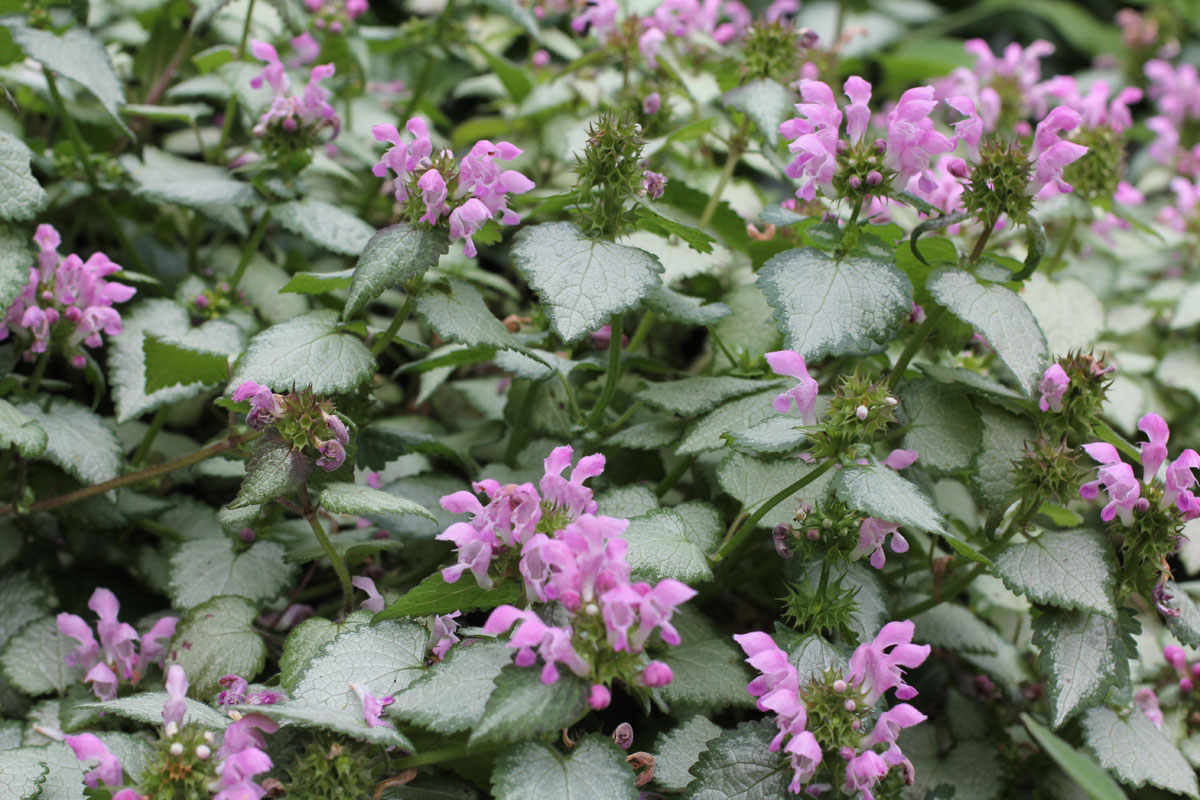 Lamium maculatum