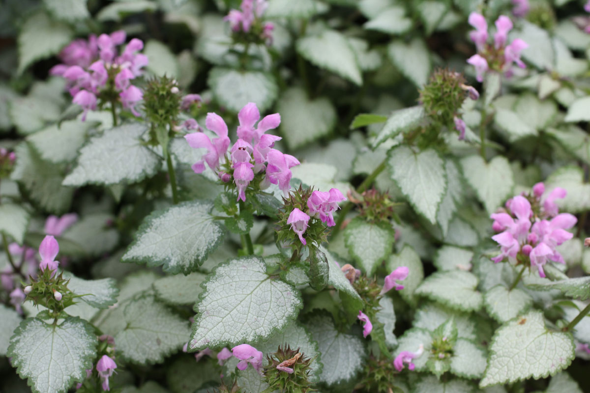 Pink Lamium maculatum