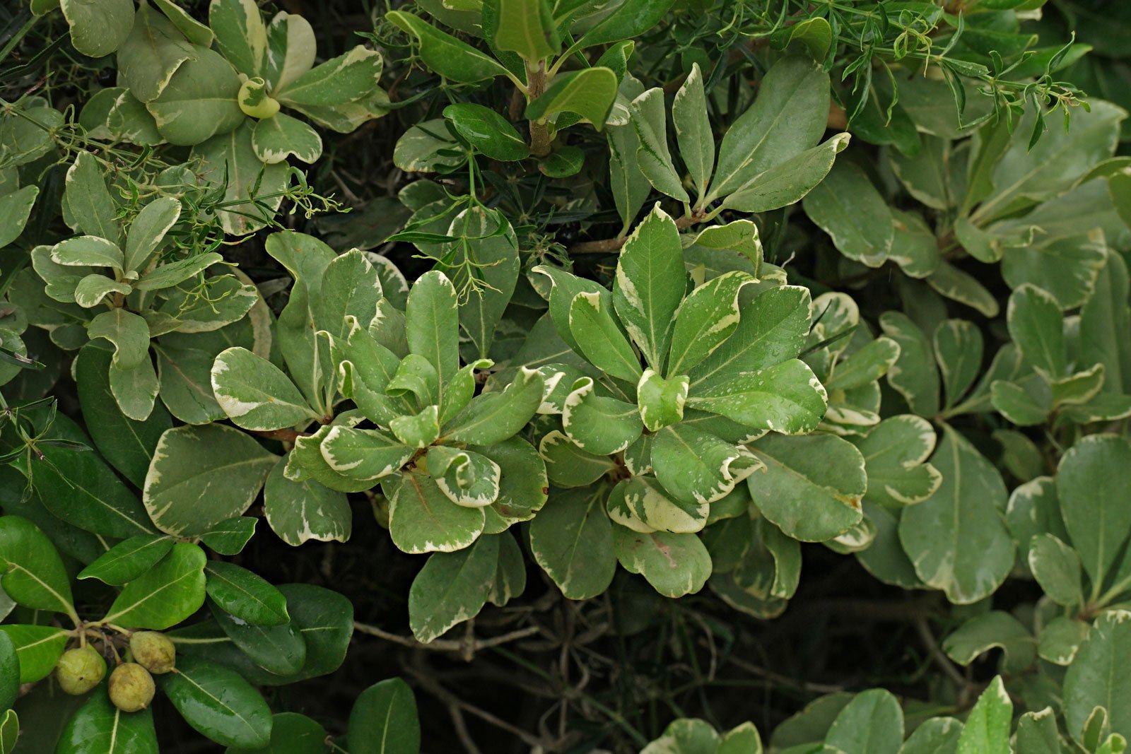 Фитоспорум Растение