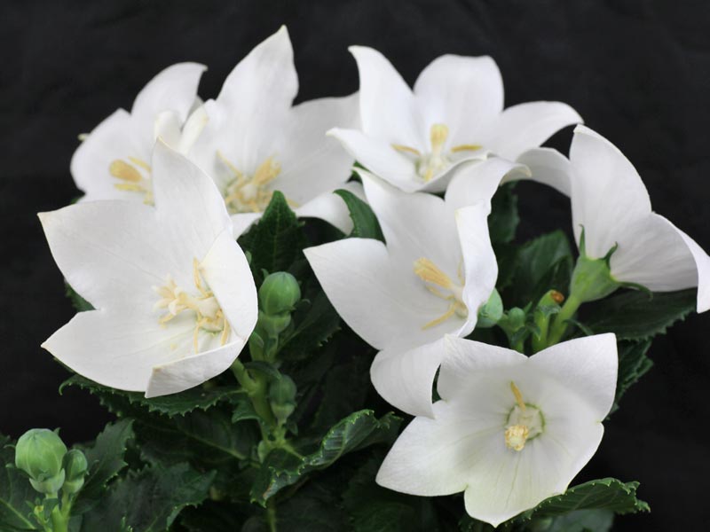 Platycodon grandiflorus Astra White