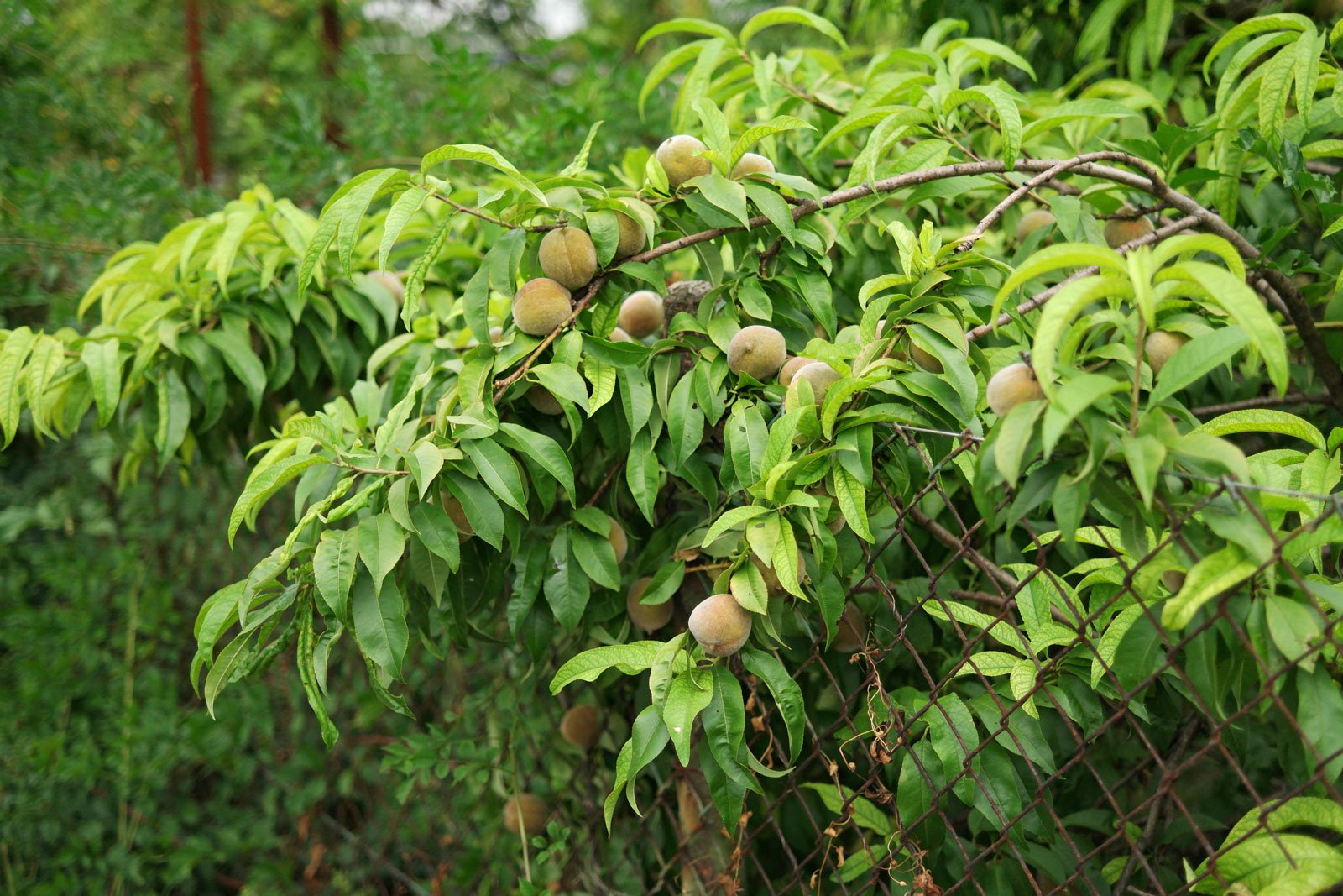 Prunus persica cv