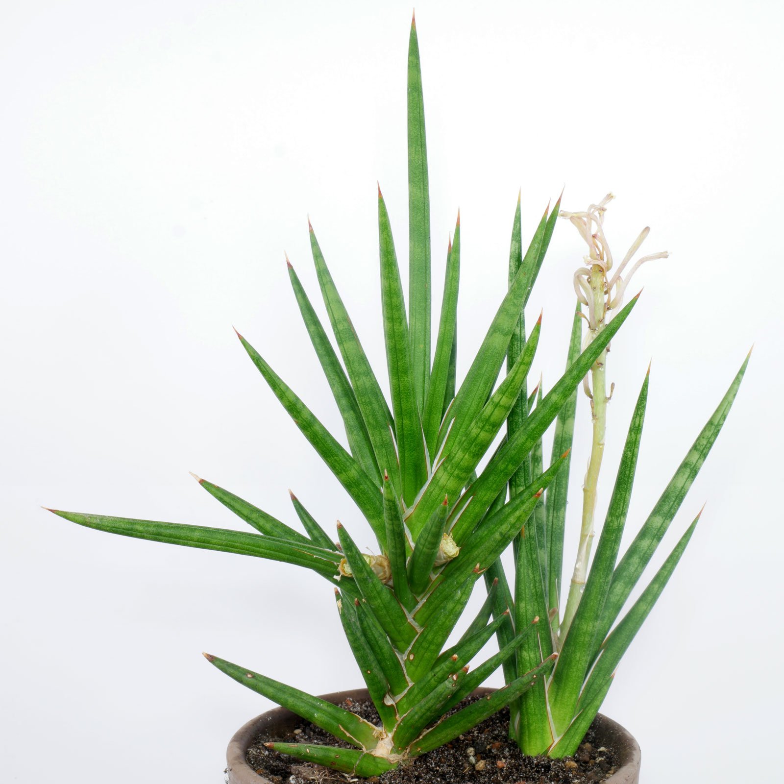 Sansevieria francisii