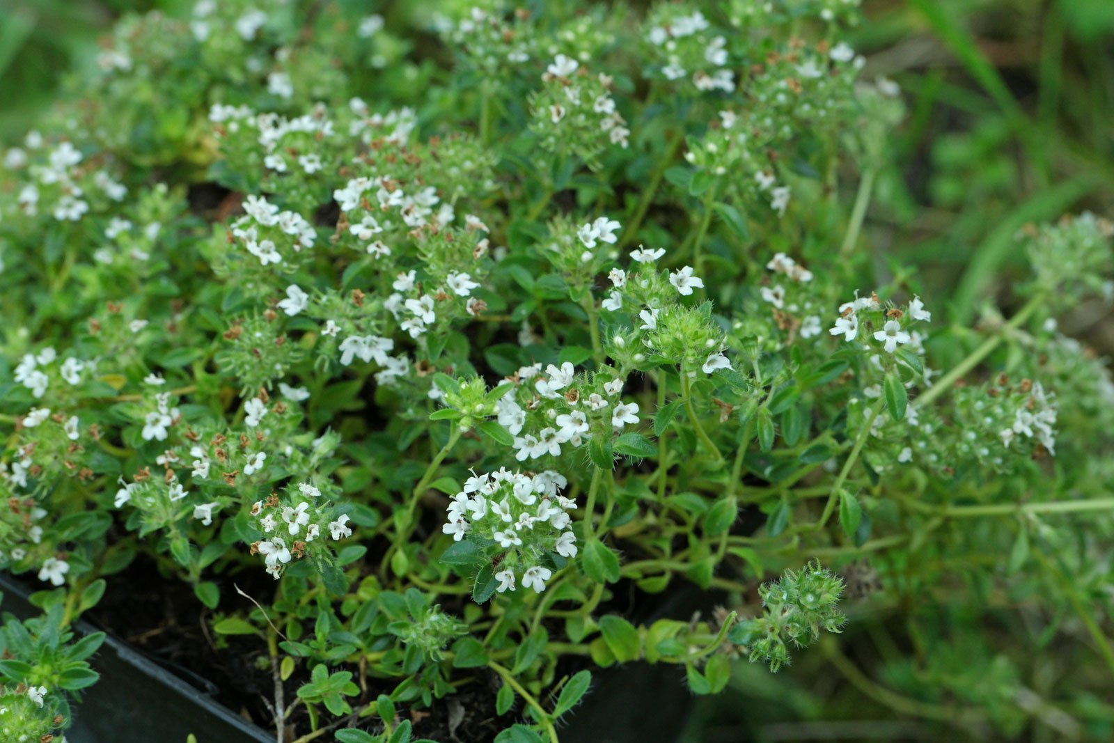 Thymus serpyllum Gregors Weiße