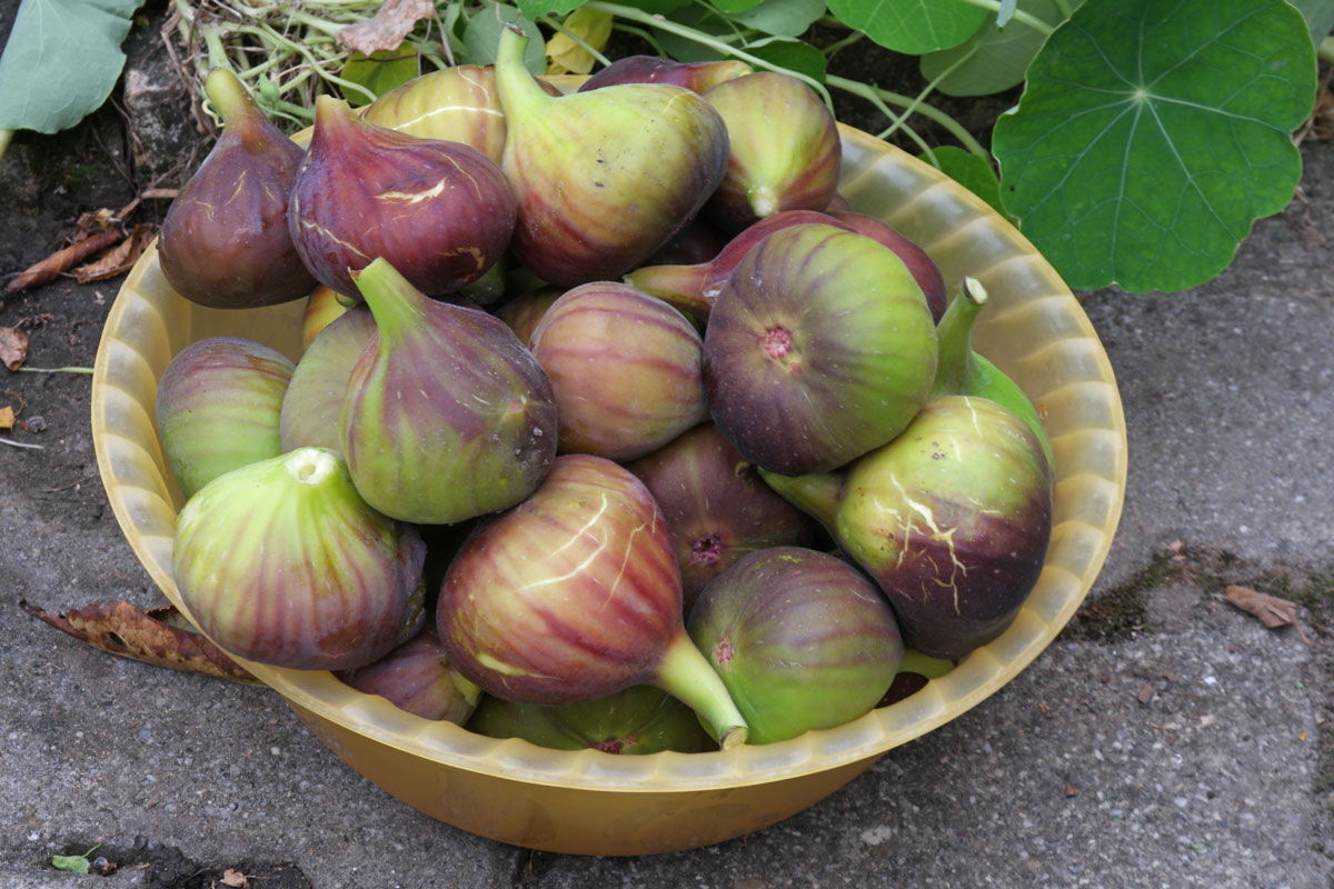 figs