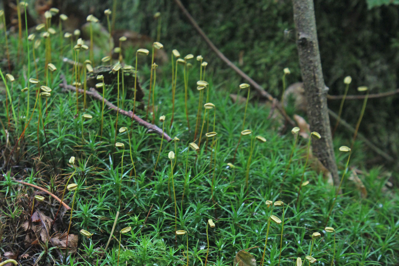 Haircap Moss