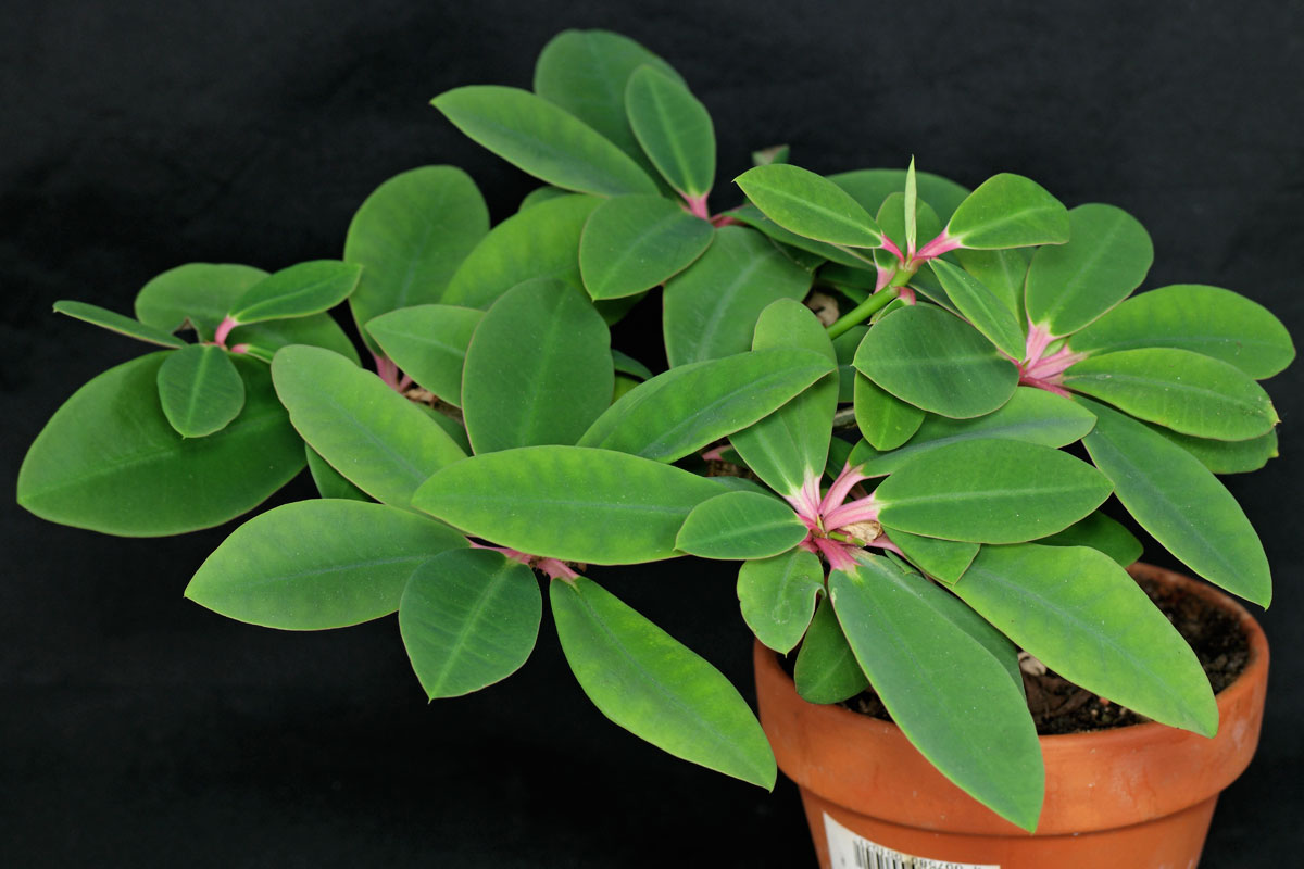 1 Euphorbia bongolavensis