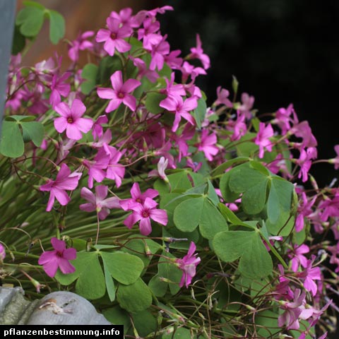 Oxalis articulata