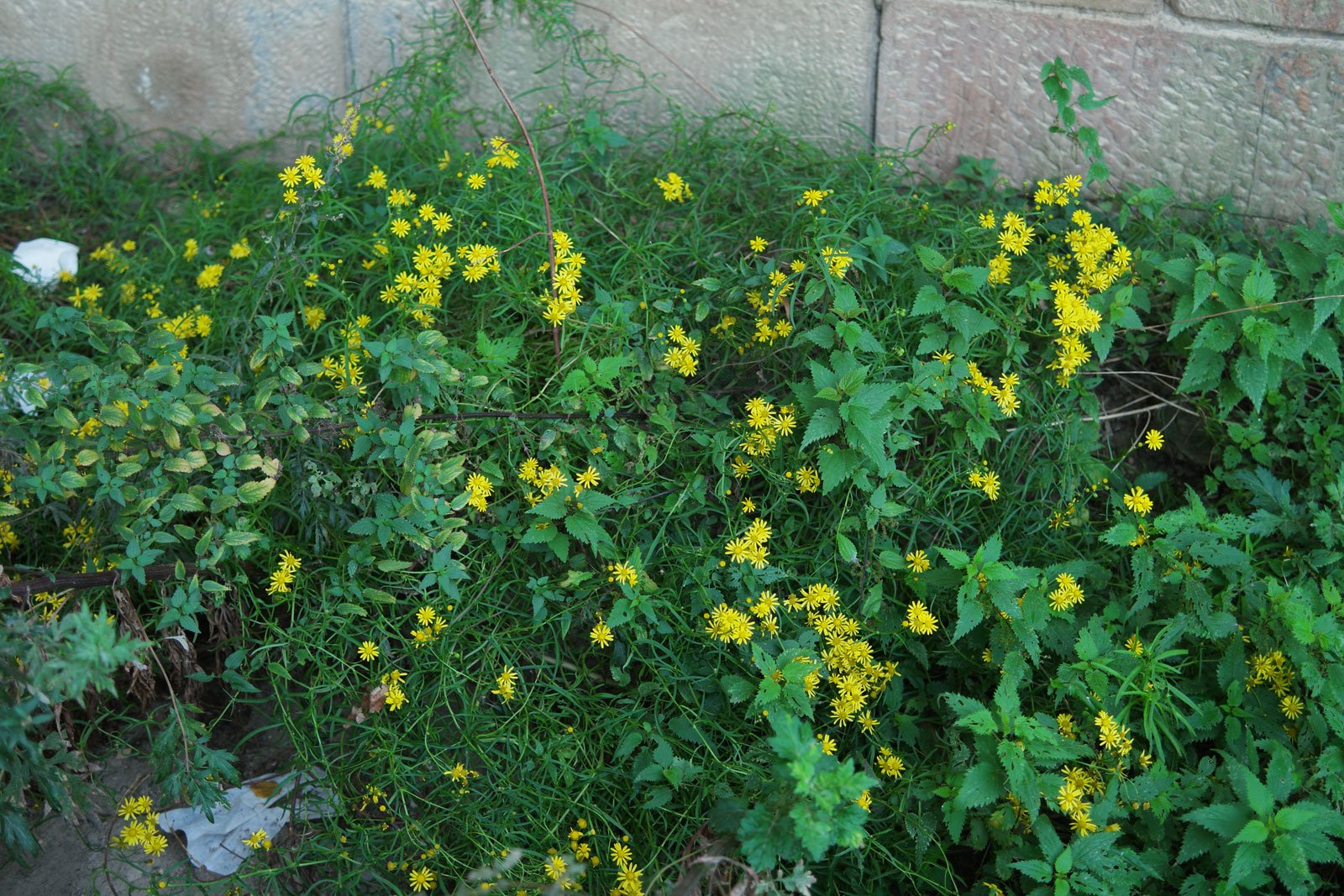 Senecio inaequidens