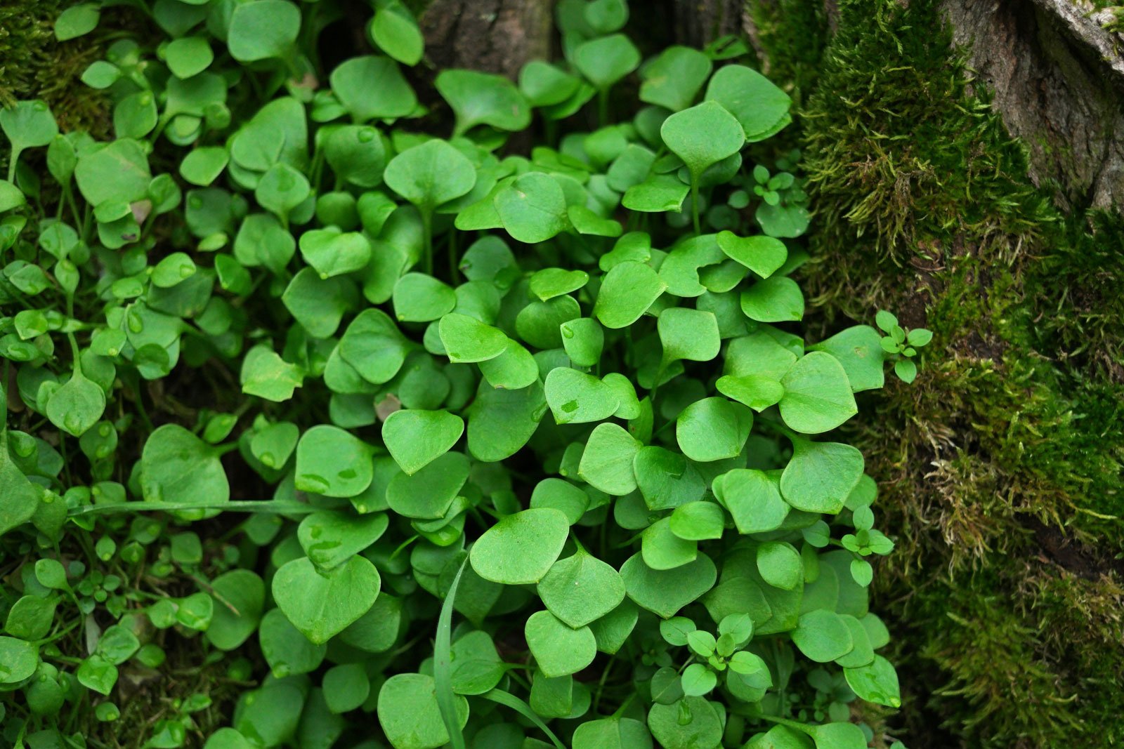 Claytonia perfoliata