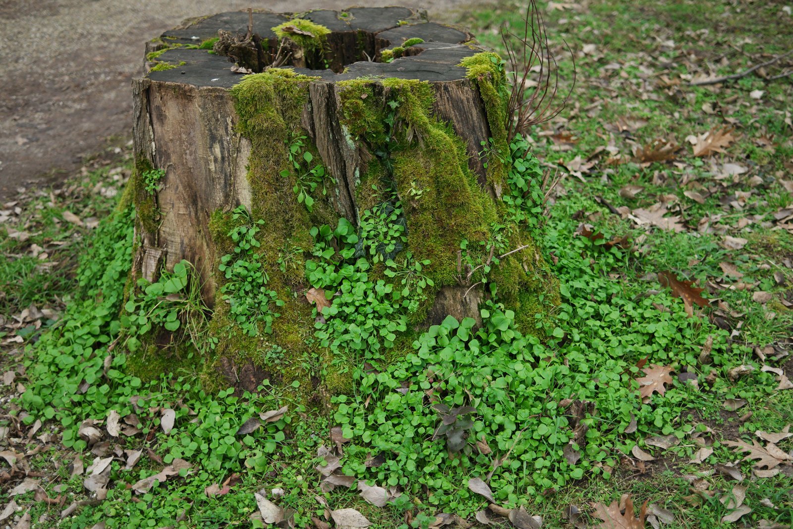 Claytonia perfoliata