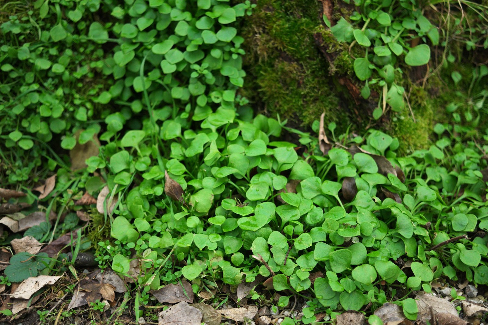 Claytonia perfoliata