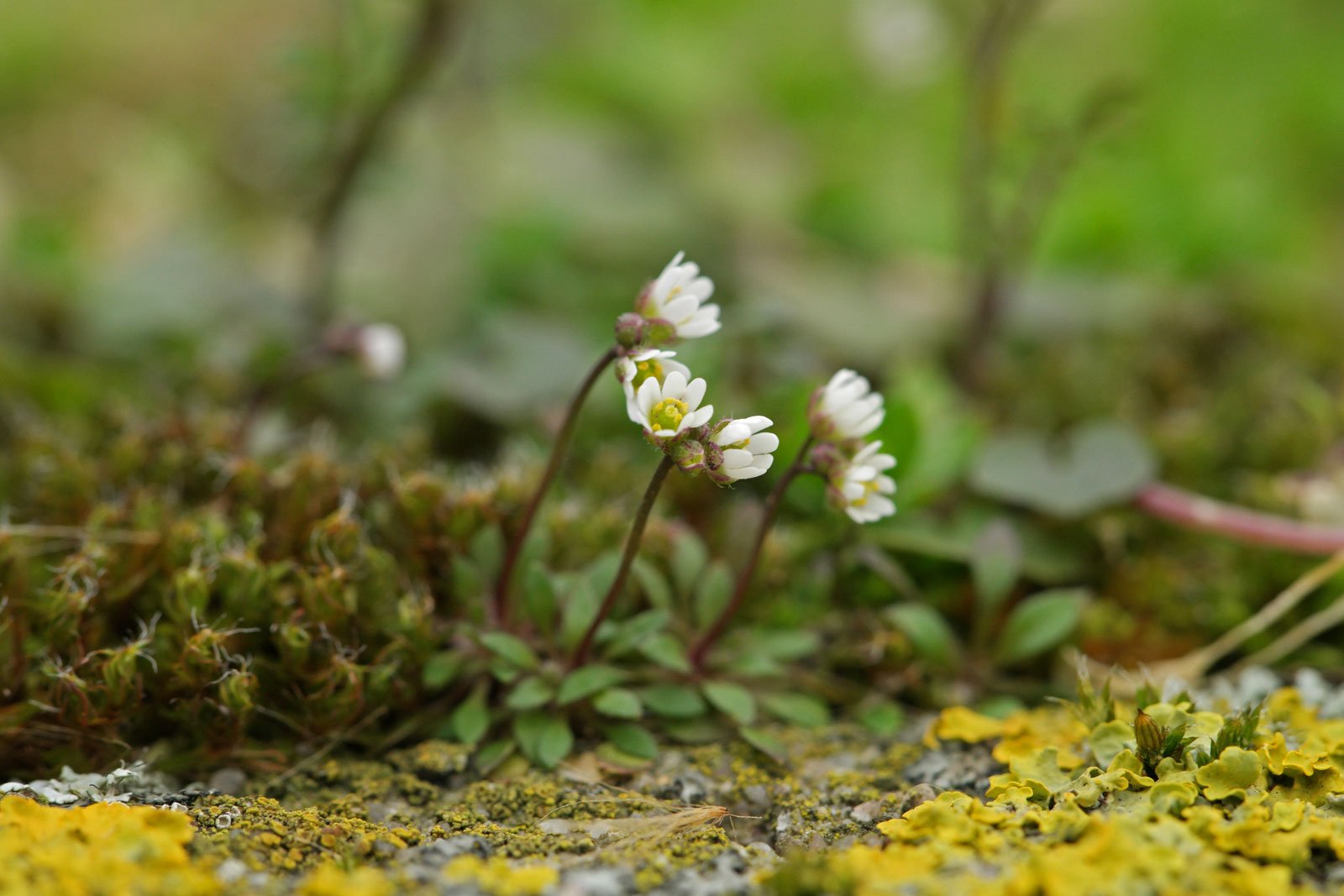 Draba verna